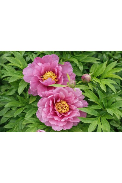 Півонія Янкі Дудл Денді опис